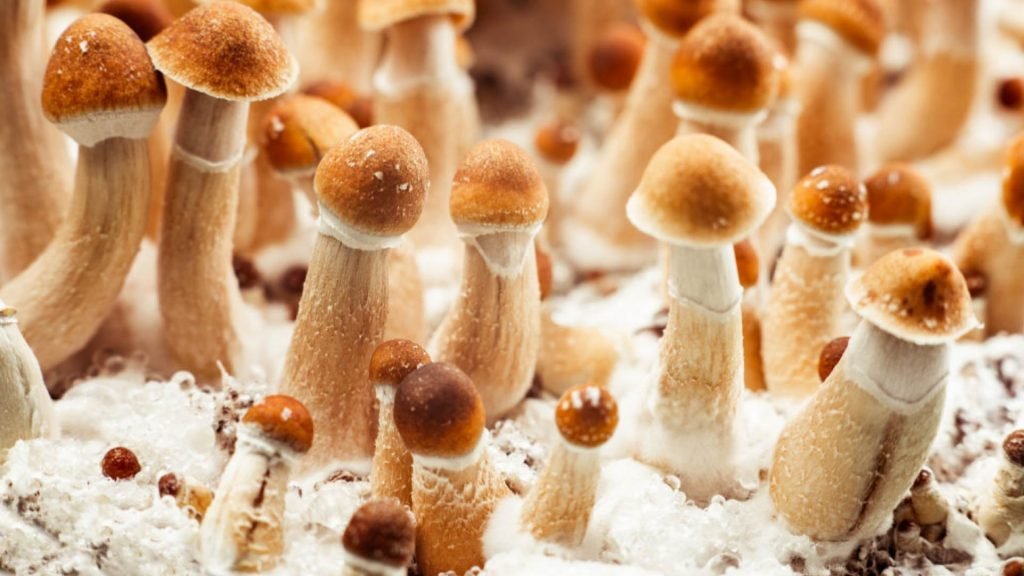 Penis Envy Mushrooms
