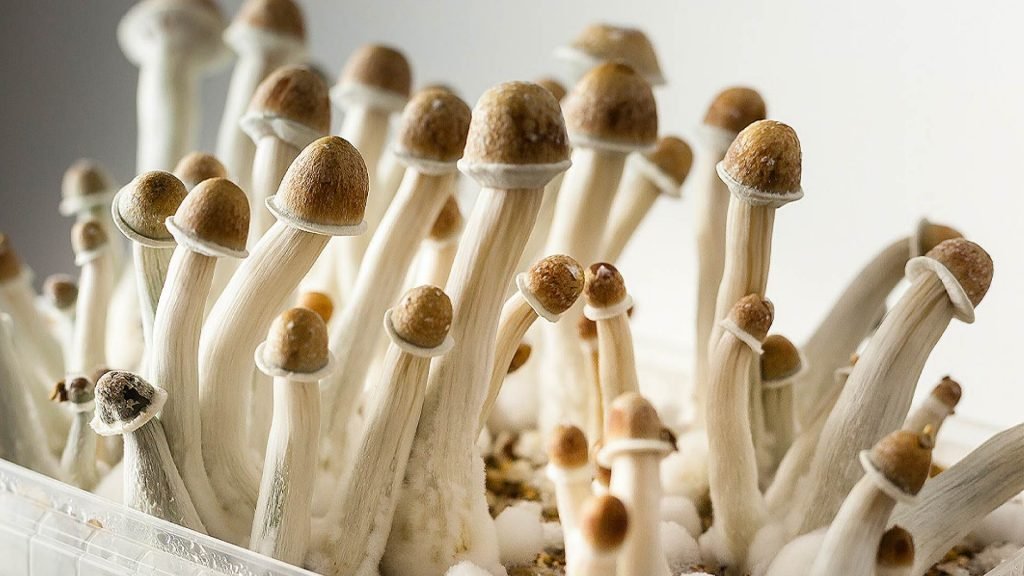 Magic Mushroom